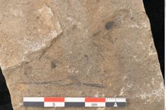 Foto (Detailansicht) von Jordania moravica Helmh. (NHMW-GEO-2024-0188-11136)